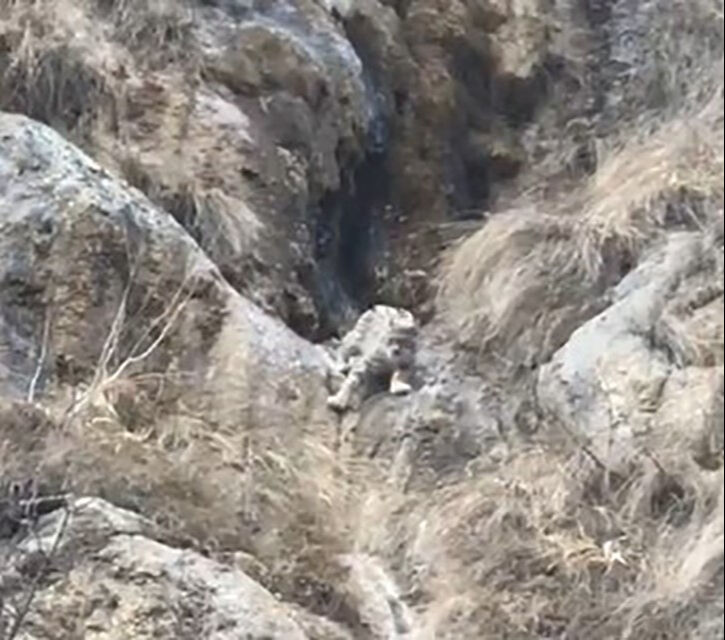 Kırmızı listede yer alıyor, kamuflajıyla adeta görünmez oluyor! Doğayla uyumu mest etti - 2. Resim