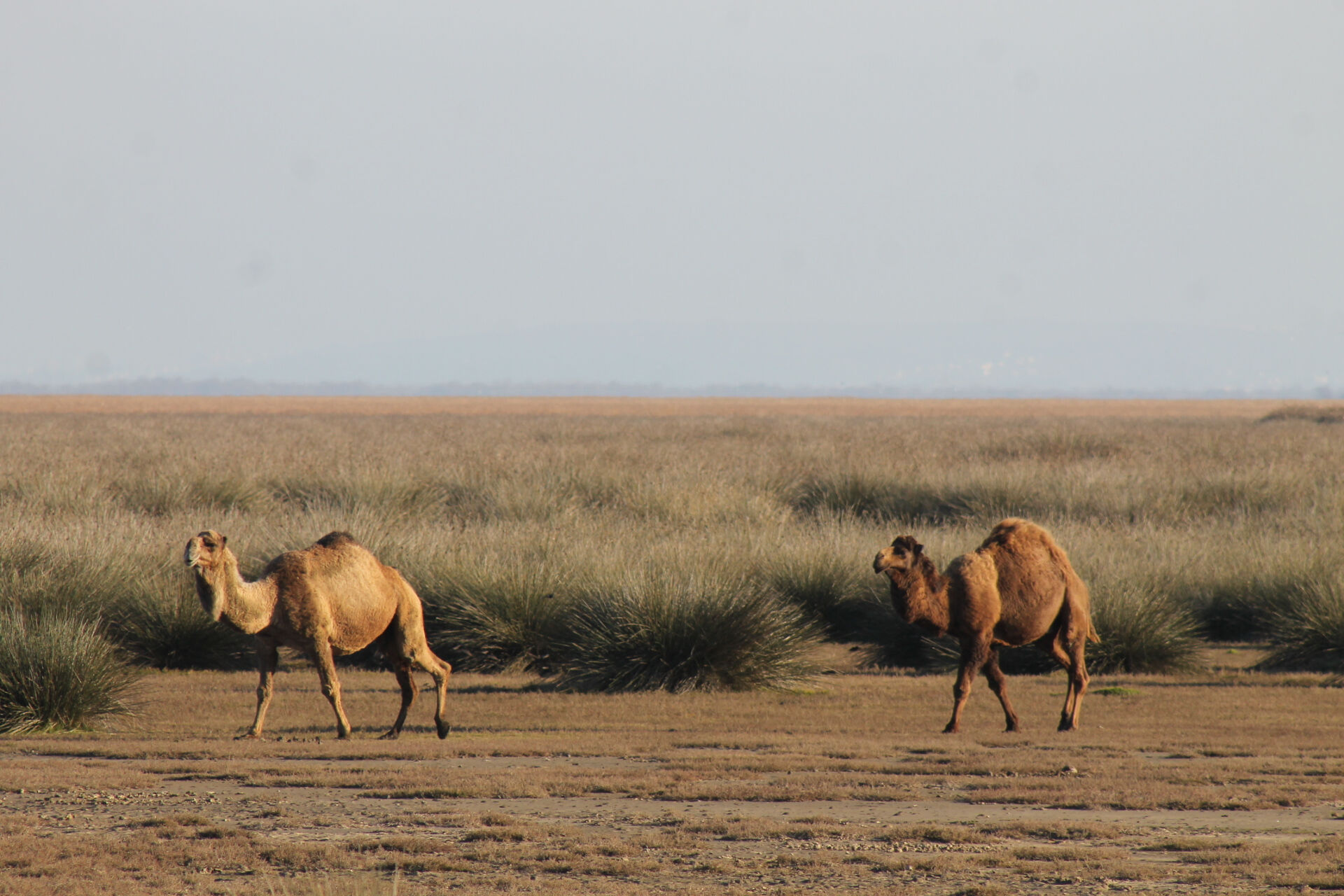 Burası çöl değil Türkiye! Görenler telefonuna koştu - 2. Resim