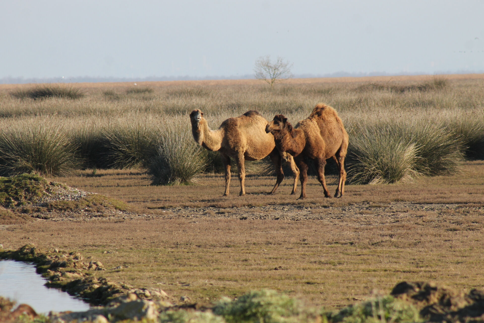 Burası çöl değil Türkiye! Görenler telefonuna koştu - 1. Resim