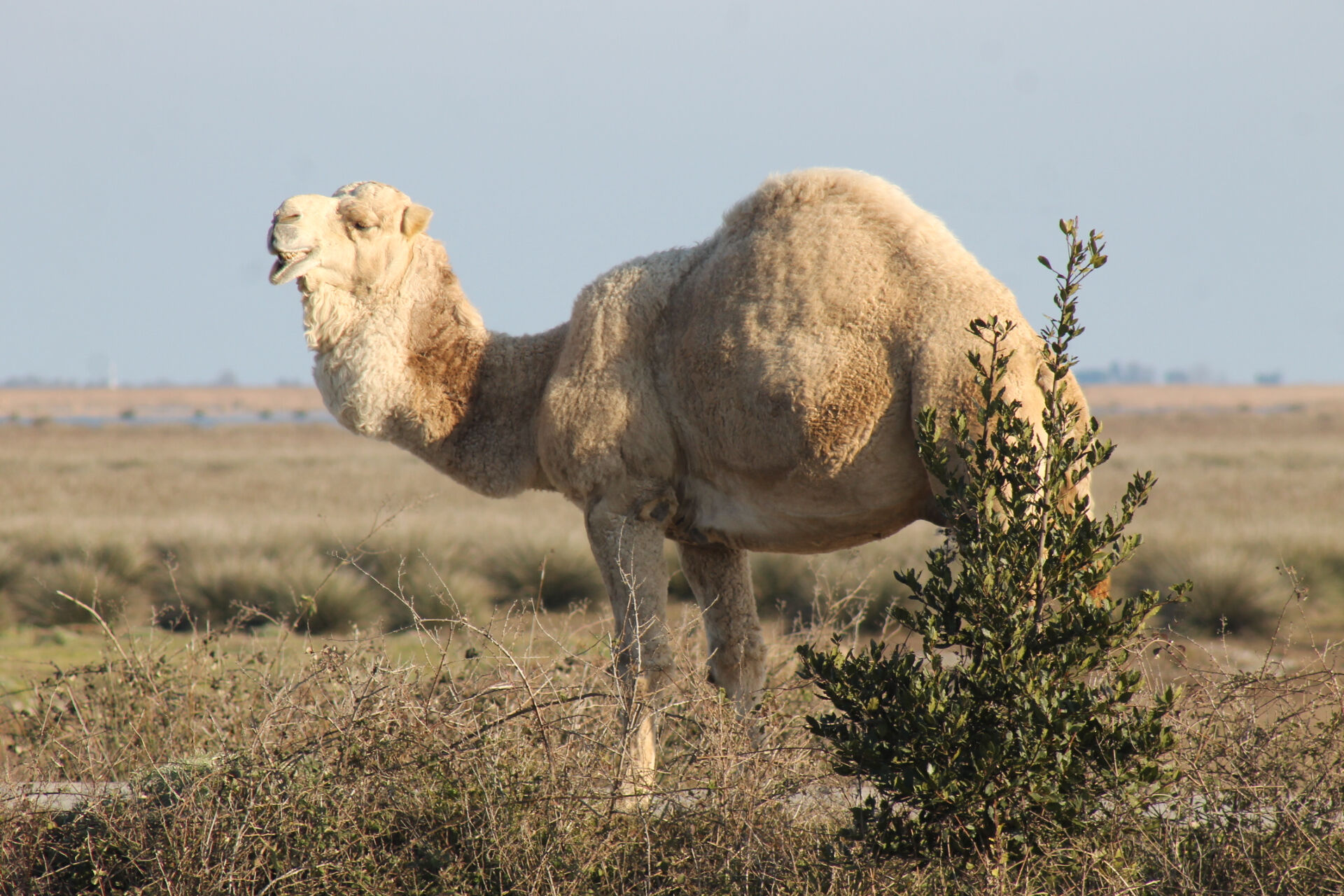 Burası çöl değil Türkiye! Görenler telefonuna koştu - 3. Resim