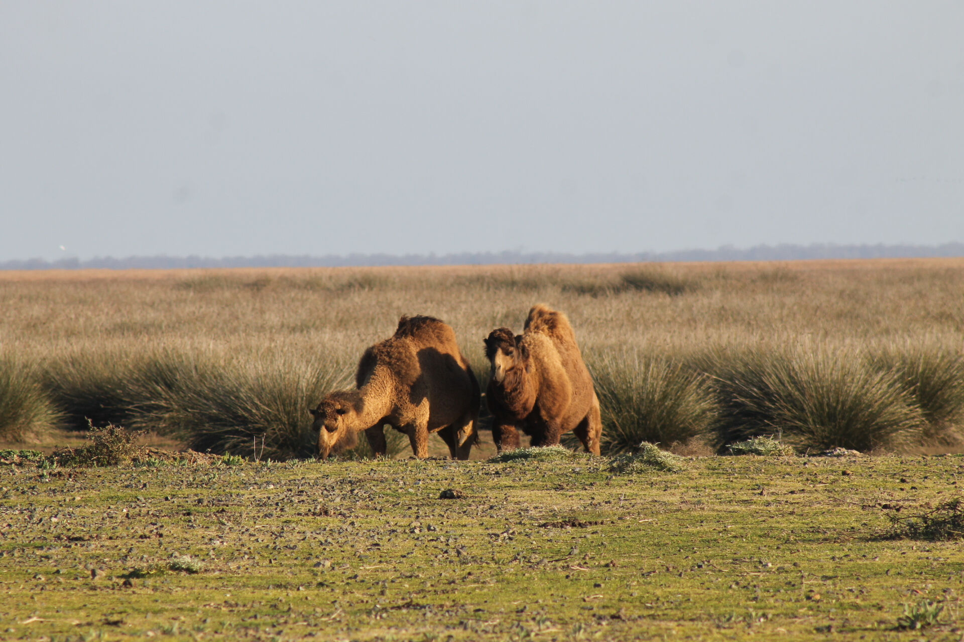 Burası çöl değil Türkiye! Görenler telefonuna koştu - 4. Resim