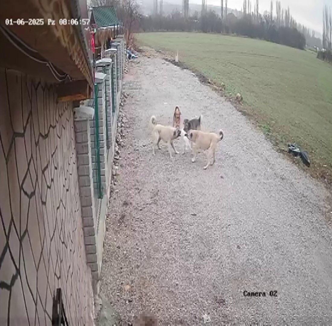 Günlerdir aranıyordu, acı gerçek ortaya çıktı! Sokak köpekler tarafından telef edilmiş - 3. Resim