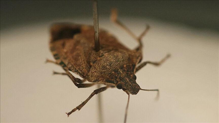 Hava sıcaklığının artmasıyla ortaya çıkıyor! Bu zararlıya karşı mücadele hız kazandı! 160 binden fazla üretildi - 2. Resim