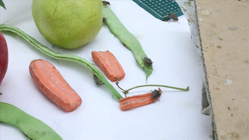 Hava sıcaklığının artmasıyla ortaya çıkıyor! Bu zararlıya karşı mücadele hız kazandı! 160 binden fazla üretildi - 1. Resim