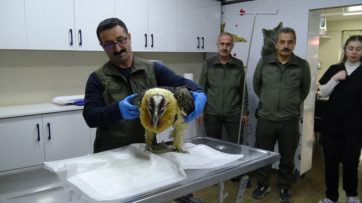 Görüntüsü dehşet veriyor! Sakallı akbabayı görenler hayret etti - 3. Resim