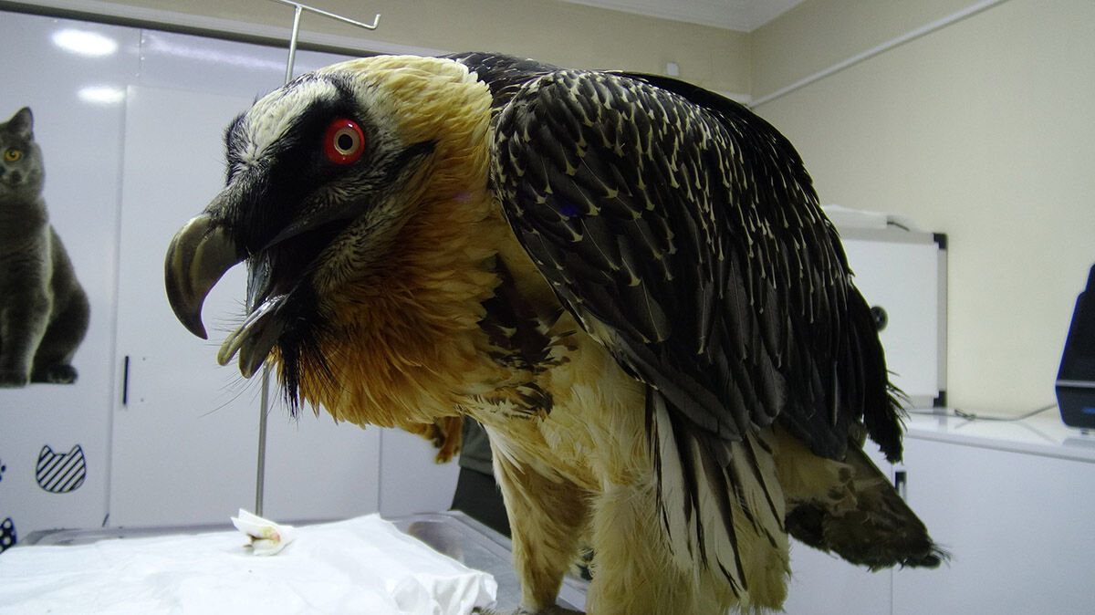 Görüntüsü dehşet veriyor! Sakallı akbabayı görenler hayret etti - 2. Resim