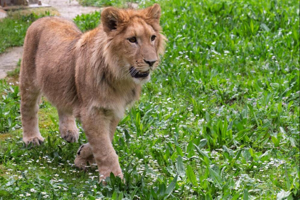 İzmir’de yavru aslan bulundu! Kedi mamasıyla beslemişler İzmir’de yavru aslan bulundu! Kedi mamasıyla beslemişler - 2. Resim