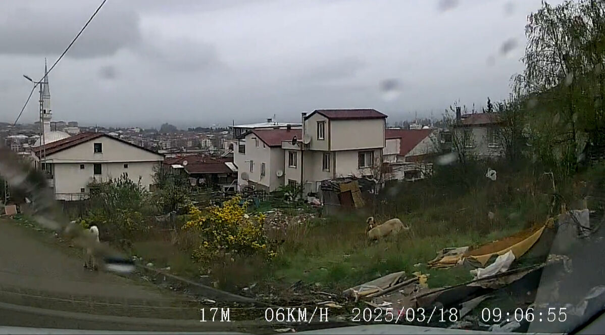 Yalova'da dehşet! Sokak köpekleri küçücük çocuğa saldırdı, görüntüler korkunç - 1. Resim