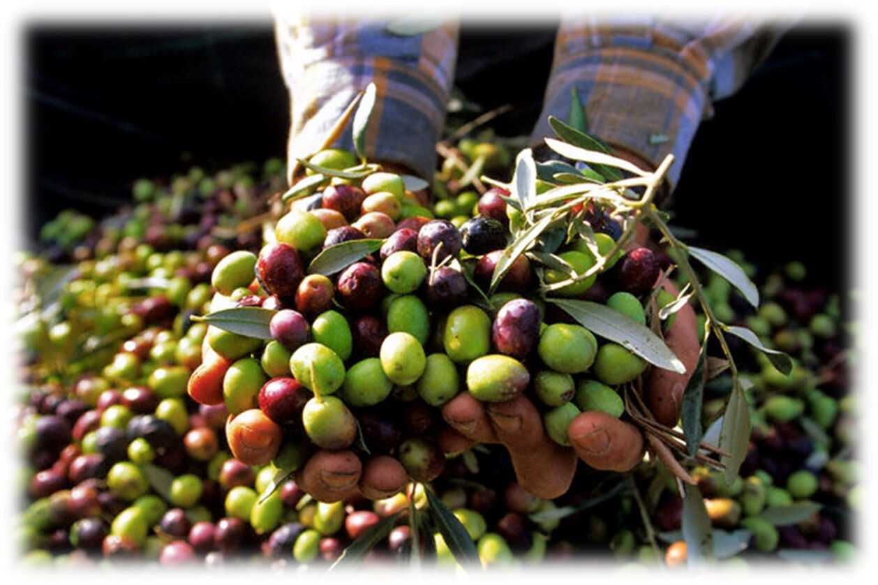 Yeşil mi siyah mı hangi zeytin daha sağlıklı? Yeşil mi siyah mı hangi zeytin daha sağlıklı? - 4. Resim