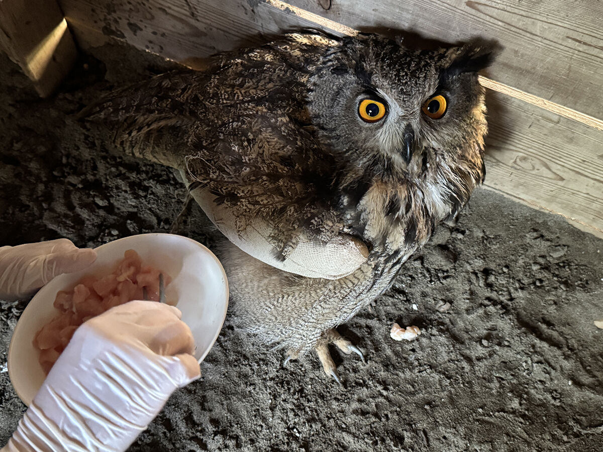 Bakışlarıyla görenleri hayran bırakıyor! Samsun'da kanadı kırık halde bulunan puhu elle besleniyor Bakışlarıyla görenler hayran bırakıyor! Samsun'da kanadı kırık halde bulunan puhu elle besleniyor - 1. Resim