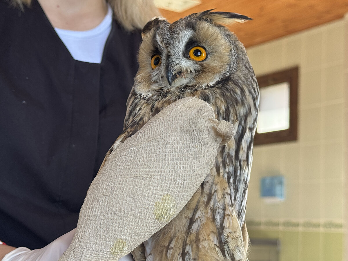 Bakışlarıyla görenleri hayran bırakıyor! Samsun'da kanadı kırık halde bulunan puhu elle besleniyor Bakışlarıyla görenler hayran bırakıyor! Samsun'da kanadı kırık halde bulunan puhu elle besleniyor - 5. Resim