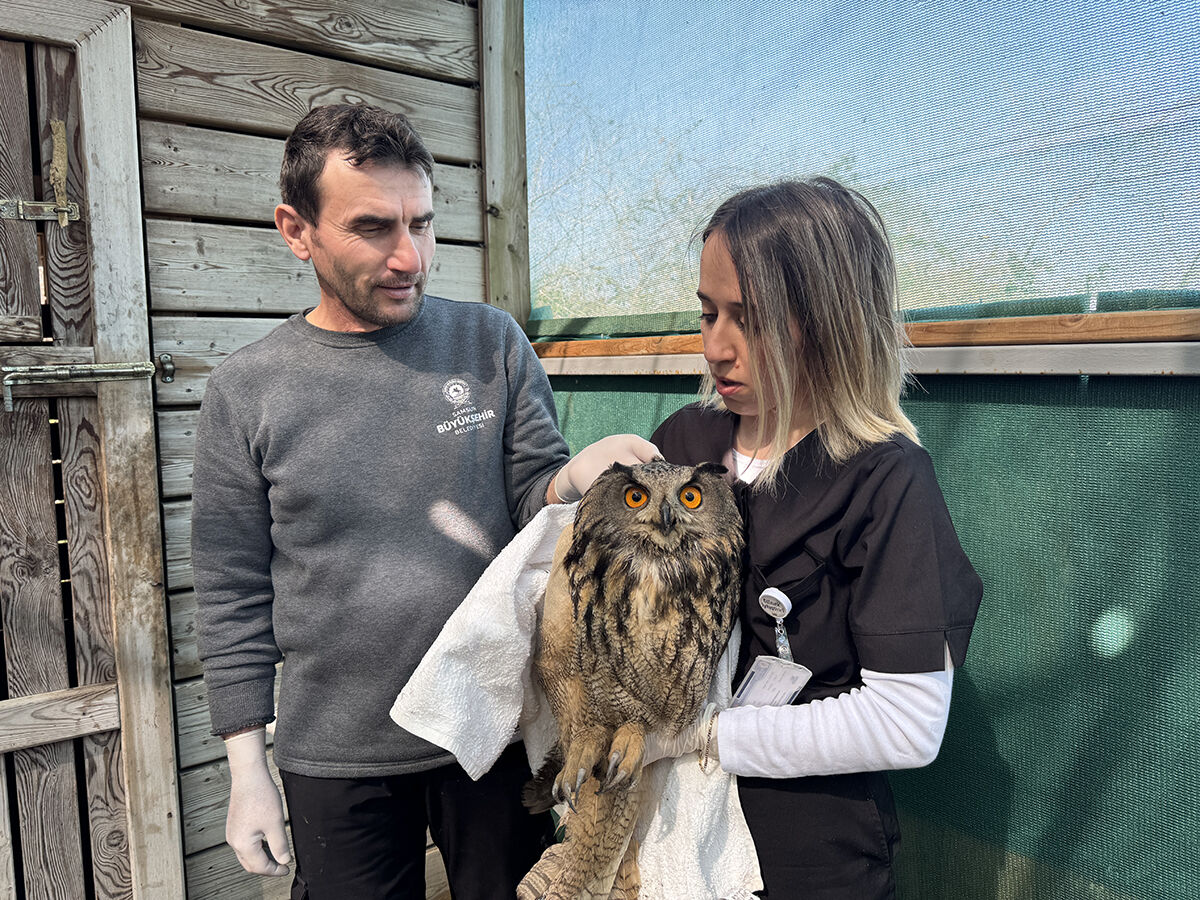 Bakışlarıyla görenleri hayran bırakıyor! Samsun'da kanadı kırık halde bulunan puhu elle besleniyor Bakışlarıyla görenler hayran bırakıyor! Samsun'da kanadı kırık halde bulunan puhu elle besleniyor - 3. Resim