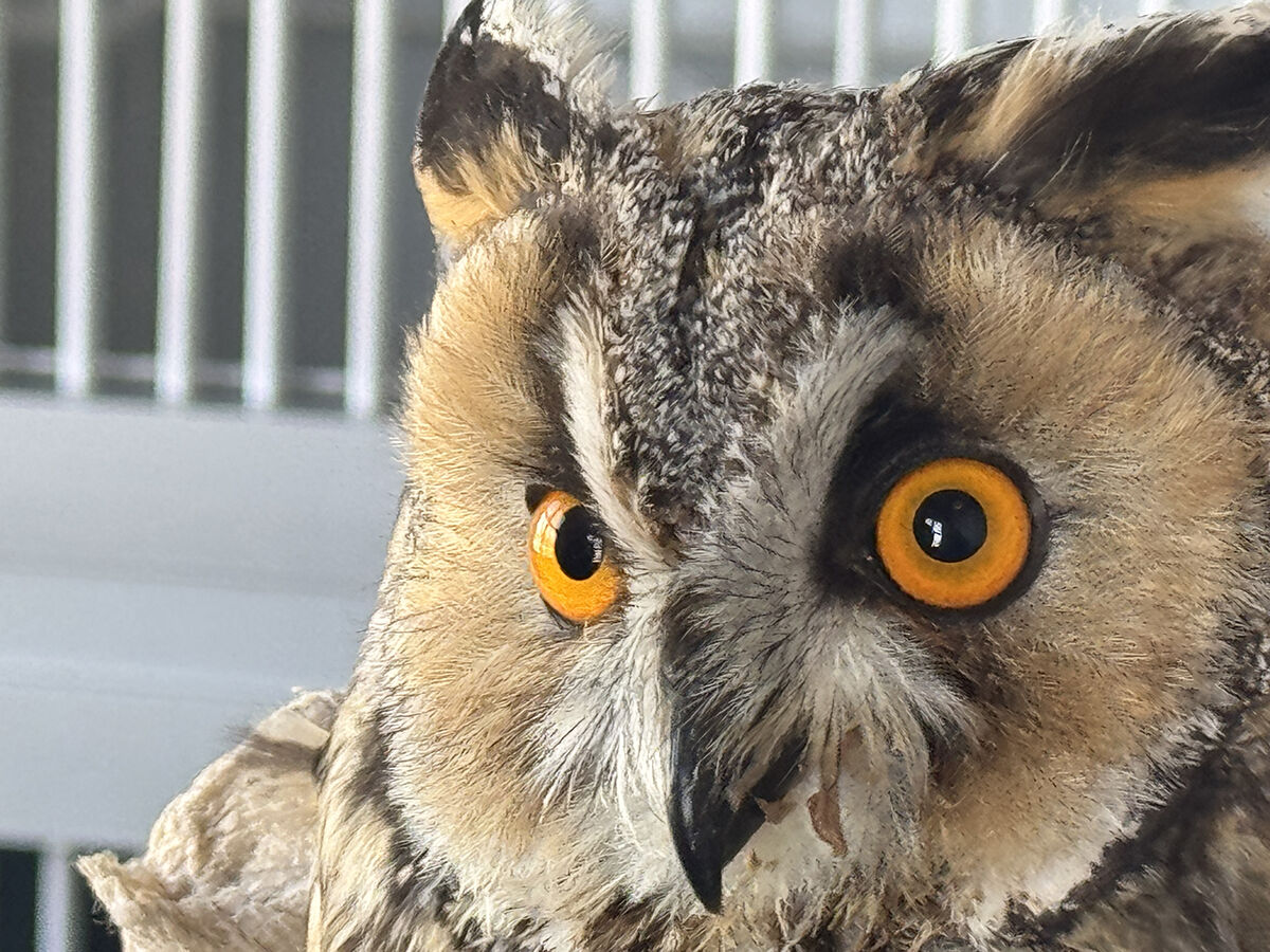 Bakışlarıyla görenleri hayran bırakıyor! Samsun'da kanadı kırık halde bulunan puhu elle besleniyor Bakışlarıyla görenler hayran bırakıyor! Samsun'da kanadı kırık halde bulunan puhu elle besleniyor - 2. Resim