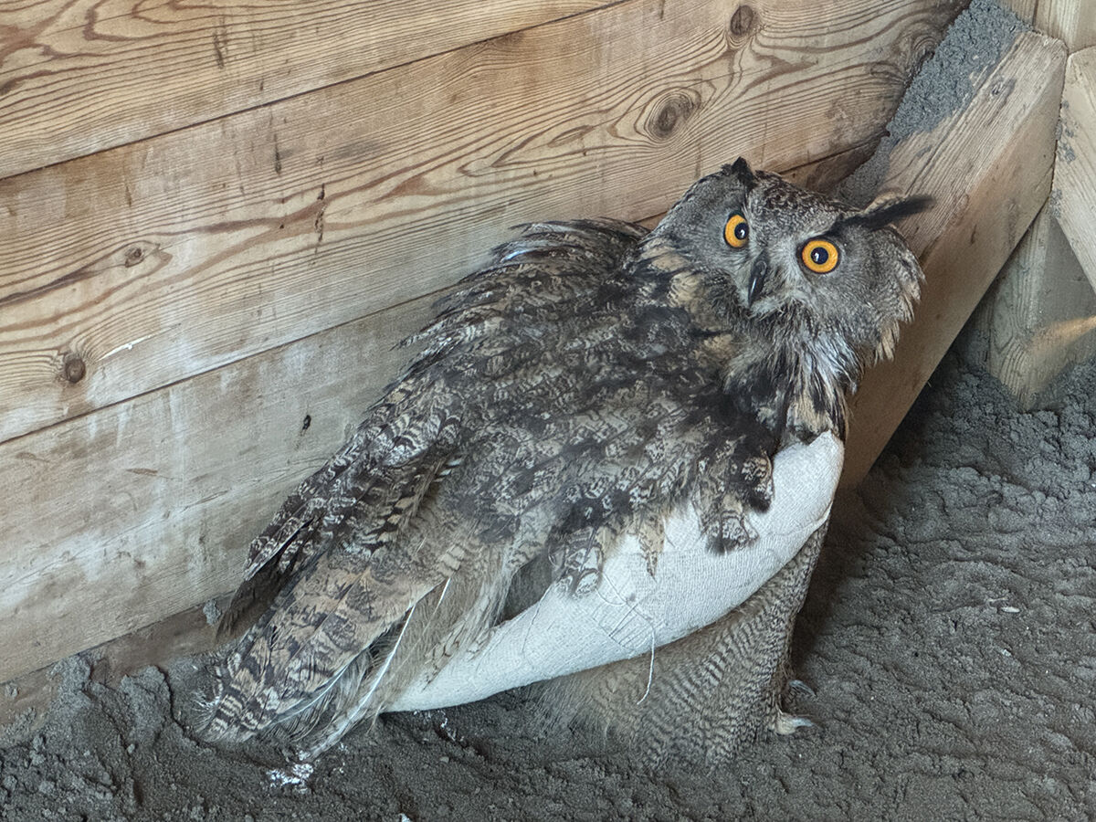 Bakışlarıyla görenleri hayran bırakıyor! Samsun'da kanadı kırık halde bulunan puhu elle besleniyor Bakışlarıyla görenler hayran bırakıyor! Samsun'da kanadı kırık halde bulunan puhu elle besleniyor - 4. Resim