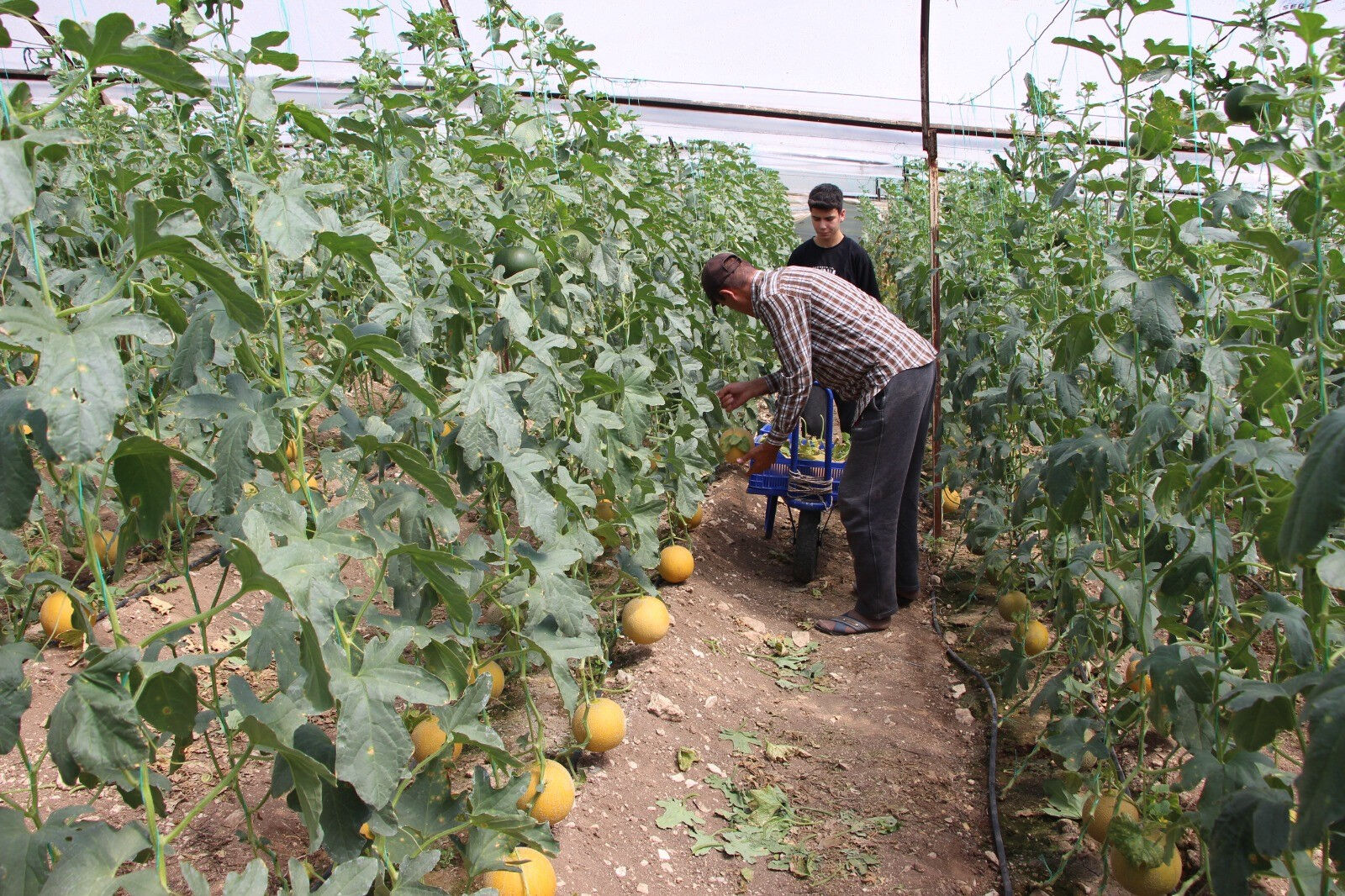 "Olmaz" denileni başardı! 2 ton hasat yaptı, kilosunu 200 liradan satıyor "Olmaz" denileni başardı! 2 ton hasat yaptı, kilosunu 200 liradan satıyor - 2. Resim
