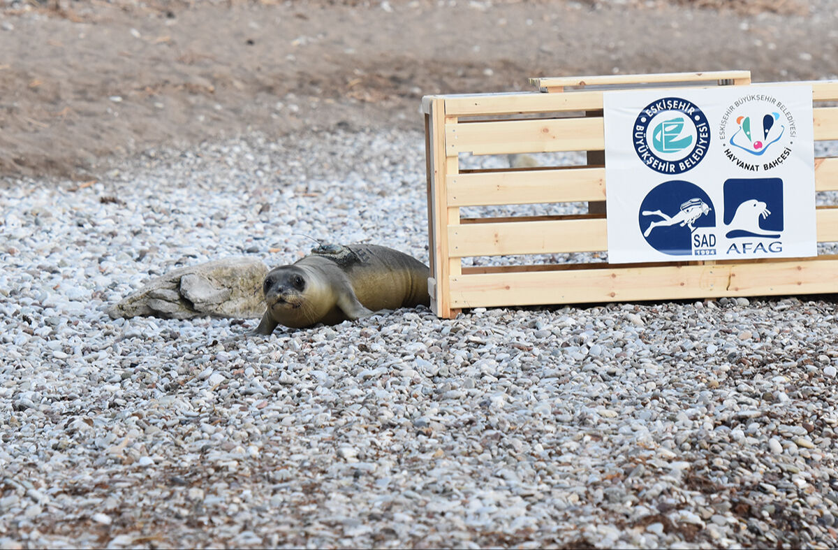 Ölmek üzereydi, tedavi edildi! Eskişehir'e götürülen Akdeniz foku Antalya'da tekrar denize bırakıldı - 2. Resim