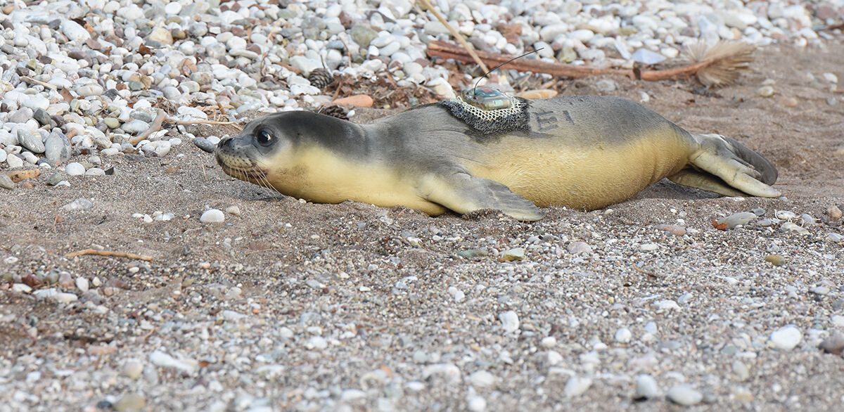 Ölmek üzereydi, tedavi edildi! Eskişehir'e götürülen Akdeniz foku Antalya'da tekrar denize bırakıldı - 3. Resim