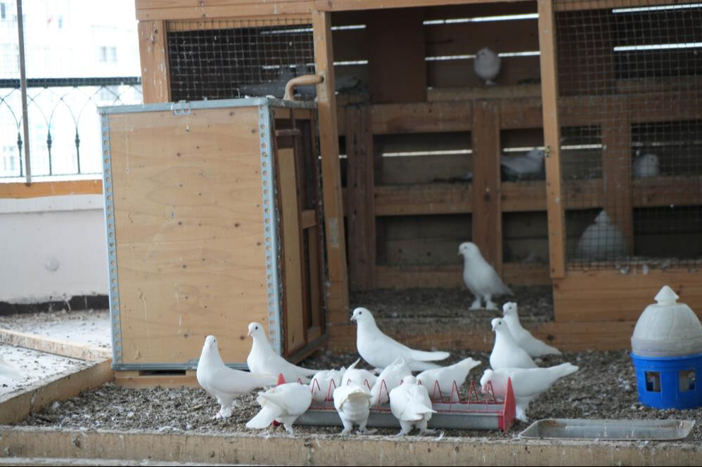 İş yerinin terasını onlara ayırdı! "Benim için altın ve pırlantadan daha değerliler" - 2. Resim