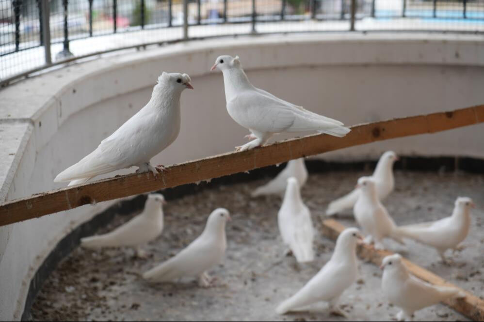 İş yerinin terasını onlara ayırdı! "Benim için altın ve pırlantadan daha değerliler" - 1. Resim