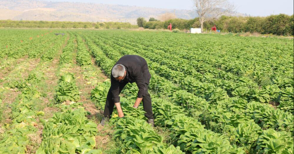 Marulda fiyat uçurumu şaşkına çevirdi! Tarlada 5 TL'ye, markette 5 katına satılıyor Marulda fiyat uçurumu şaşkına çevirdi! Tarlada 5 TL'ye, markette 5 katına satılıyor - 1. Resim