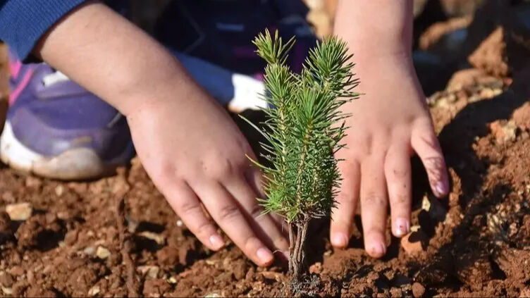 Orman Haftası ne zaman? Orman Haftası neden kutlanır? 2025 Orman Haftası sözleri ve mesajları - 4. Resim
