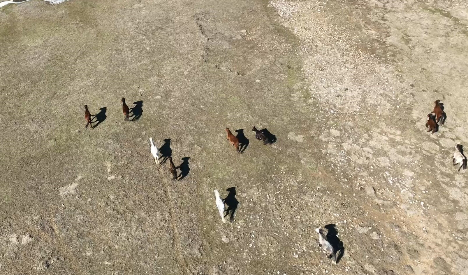 90 bin dönümde yaşıyorlar! Antalya'nın yılkı atları görüntülendi - 2. Resim