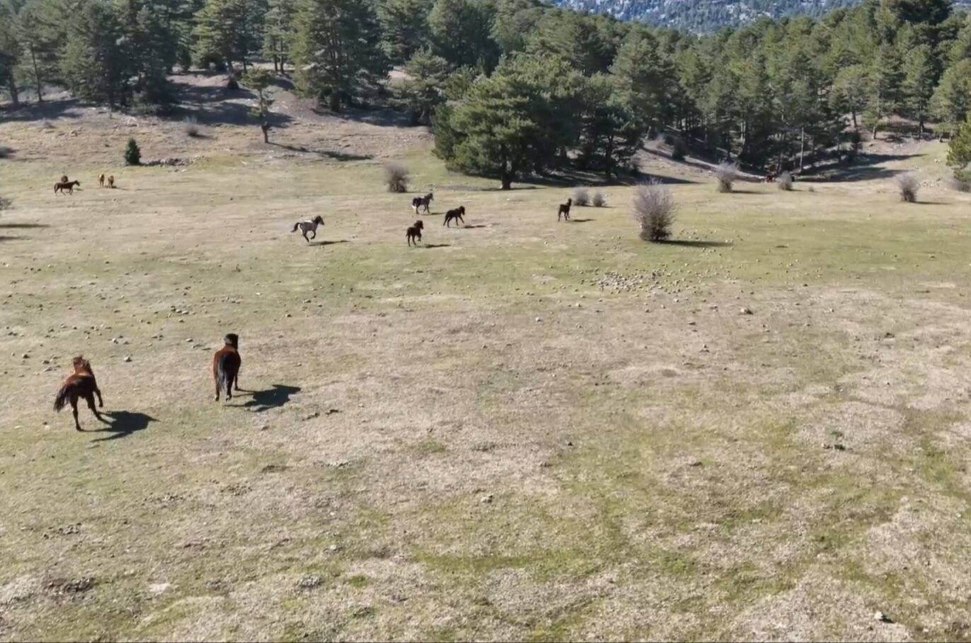 90 bin dönümde yaşıyorlar! Antalya'nın yılkı atları görüntülendi - 3. Resim