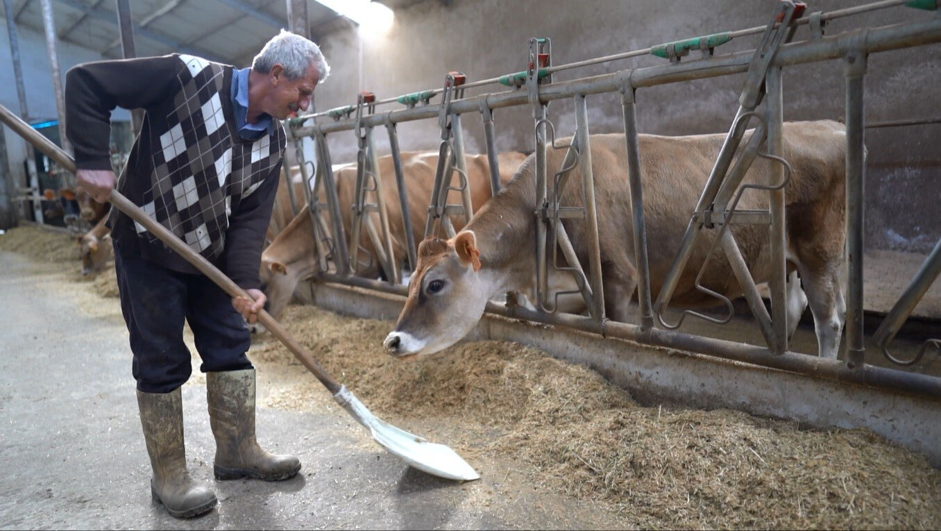 Türkiye'de ilk kez Trabzon'da yapıldı! Jersey sperması ile hayvancılık canlanacak - 3. Resim
