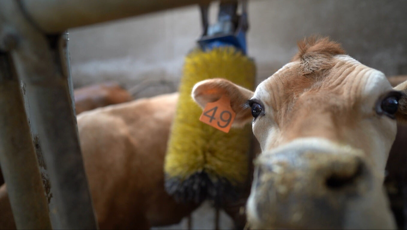 Türkiye'de ilk kez Trabzon'da yapıldı! Jersey sperması ile hayvancılık canlanacak - 2. Resim