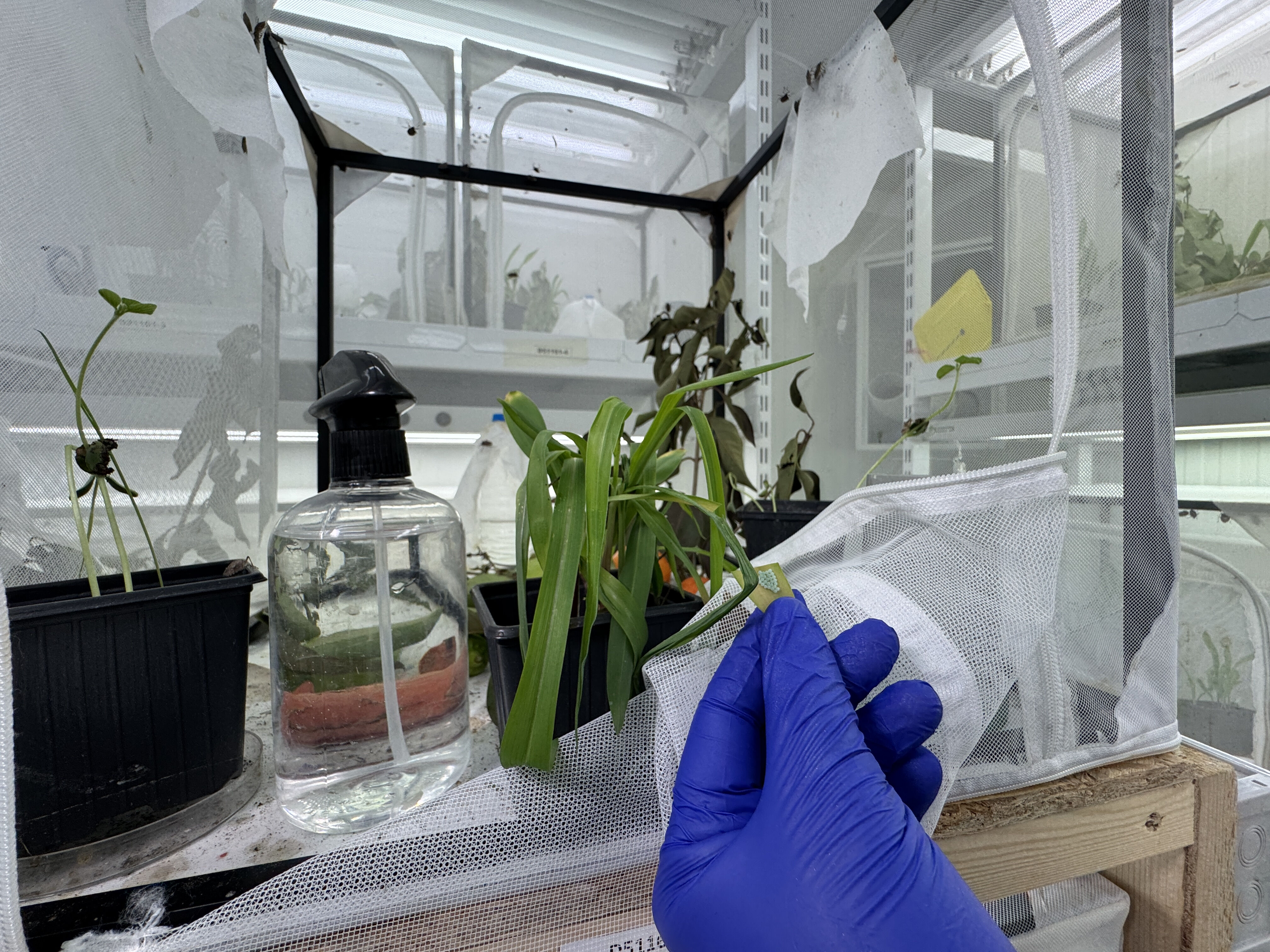 Çiftçinin kabusu kahverengi kokarcanın sonu geliyor! 750 bin samuray arısı üretimine tam gaz Çiftçinin kabusu kahverengi kokarcanın sonu geliyor! 750 bin samuray arısı üretimine tam gaz - 1. Resim