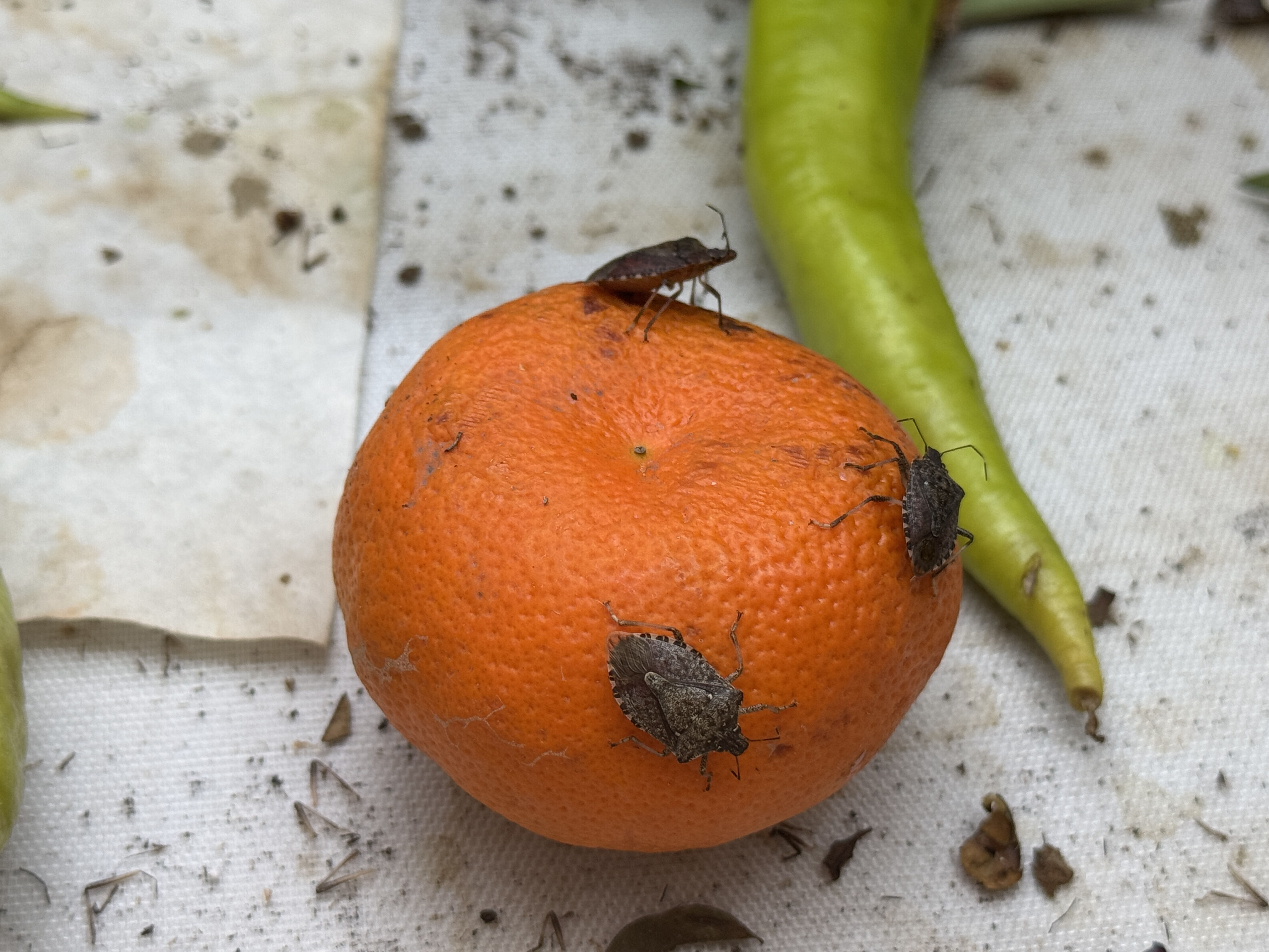 Çiftçinin kabusu kahverengi kokarcanın sonu geliyor! 750 bin samuray arısı üretimine tam gaz Çiftçinin kabusu kahverengi kokarcanın sonu geliyor! 750 bin samuray arısı üretimine tam gaz - 4. Resim