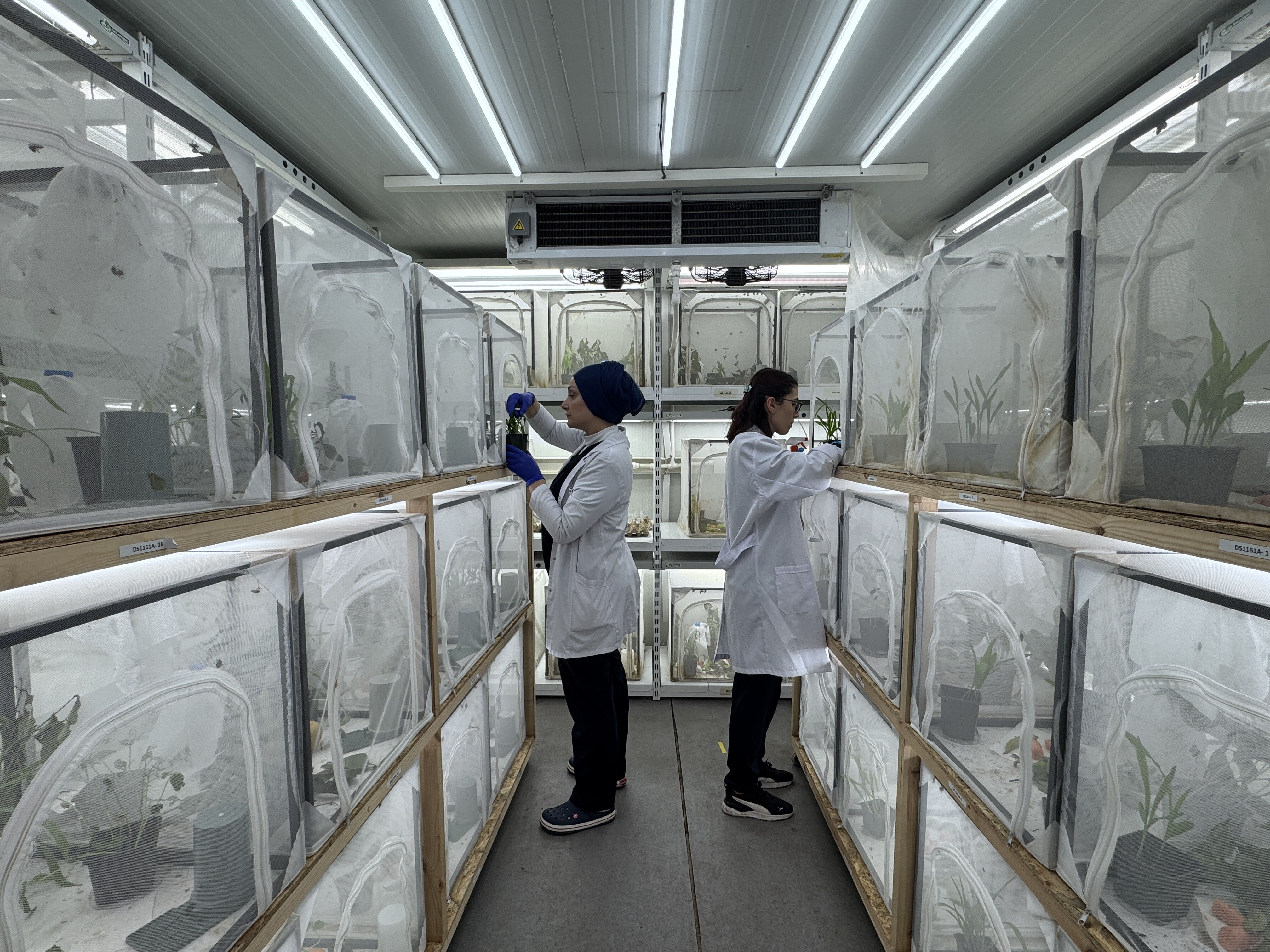 Çiftçinin kabusu kahverengi kokarcanın sonu geliyor! 750 bin samuray arısı üretimine tam gaz Çiftçinin kabusu kahverengi kokarcanın sonu geliyor! 750 bin samuray arısı üretimine tam gaz - 2. Resim