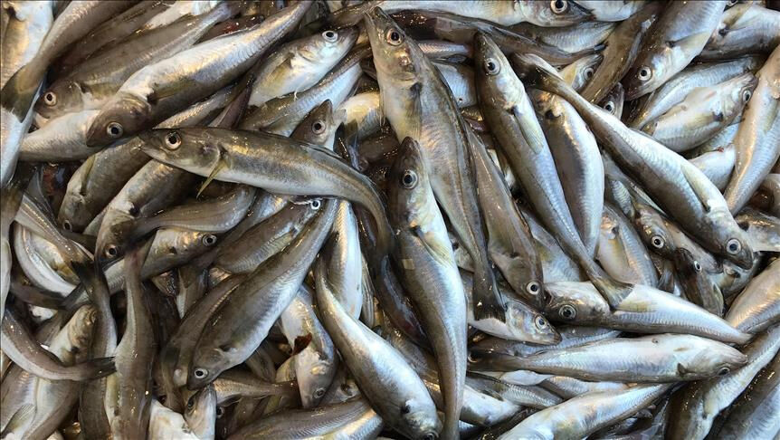 Palamut ve hamsinin yerini aldılar! Kilosu 100 liradan yok satılıyor - 1. Resim