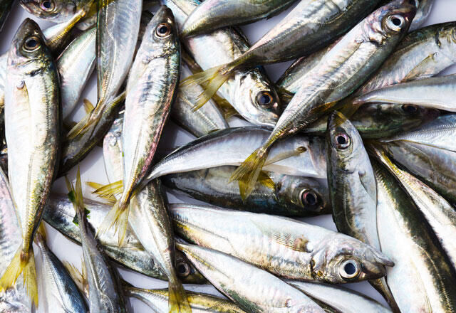 Palamut ve hamsinin yerini aldılar! Kilosu 100 liradan yok satılıyor - 2. Resim