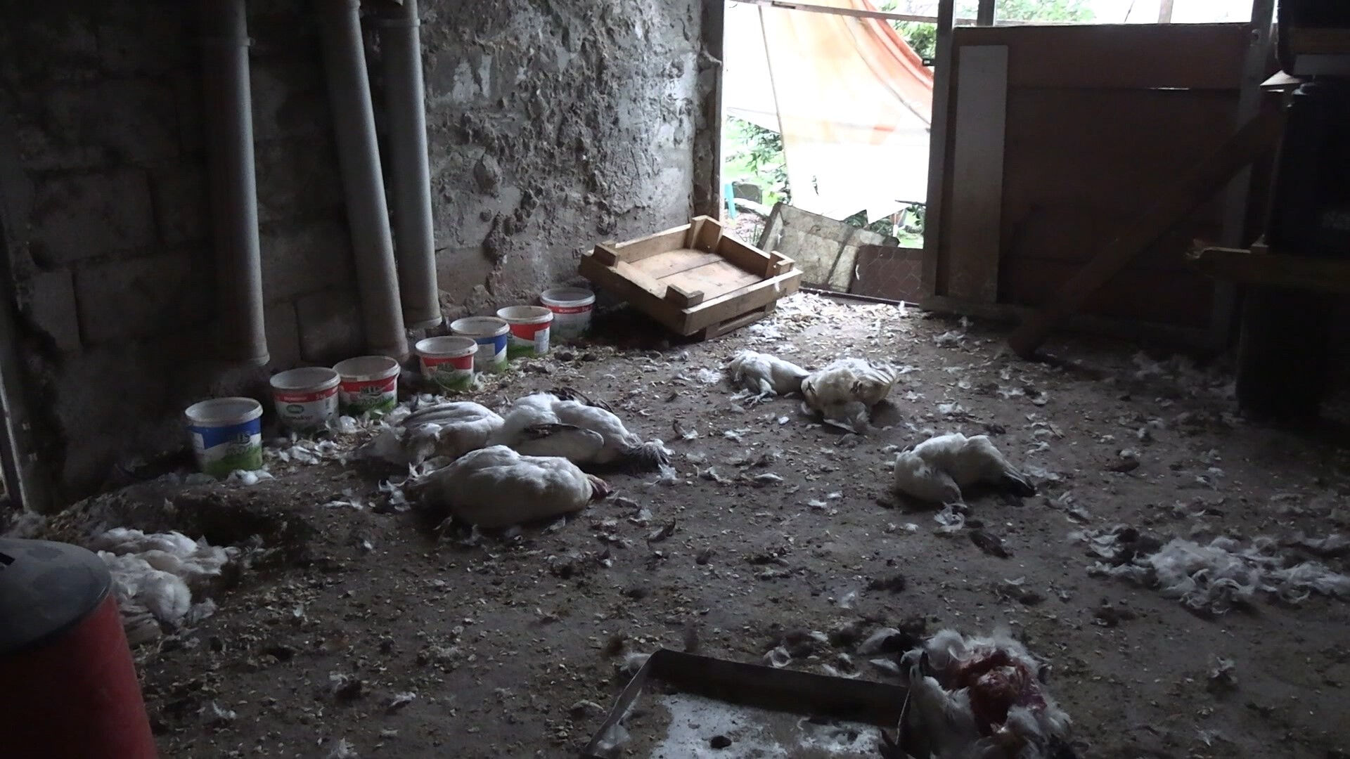 Sokak köpekleri dehşet saçtı! 86 tavuğu telef ettiler - 2. Resim