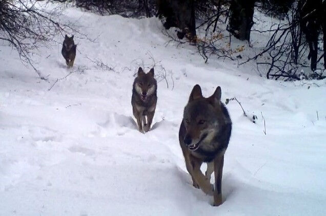 Aç kalan kurtlar köye indi! Gece gündüz nöbetteler Aç kalan kurtlar köye indi! Gece gündüz nöbetteler - 1. Resim