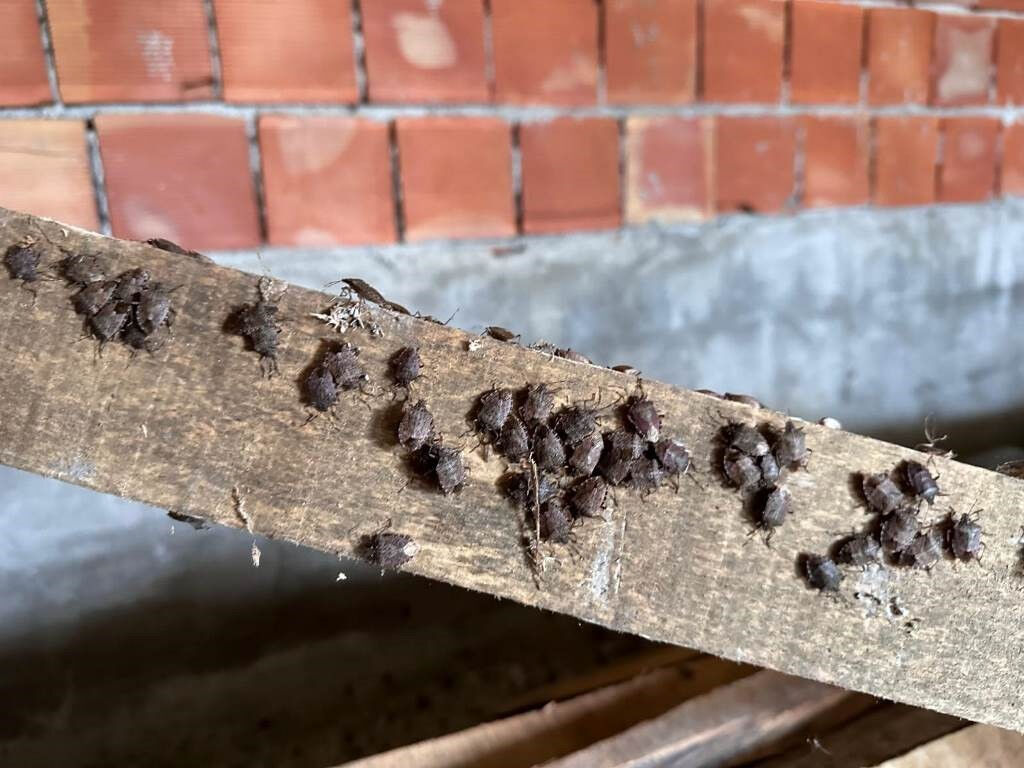 Kokarca paniği erken başladı! Kış uykusundan uyandı, her yeri sardı - 1. Resim