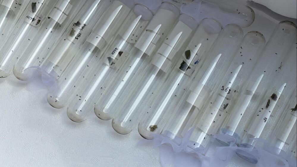 Kokarca paniği erken başladı! Kış uykusundan uyandı, her yeri sardı - 3. Resim