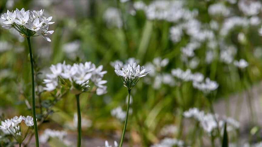 Polen alerjisi olanlar dikkat! Bunlardan uzak durmalısınız: Yoksa o hastalığa yakalanabilirsiniz... Polen alerjisi olanlar dikkat! Bunlardan uzak durmalısınız: Yoksa o hastalığa yakalanabilirsiniz... - 1. Resim