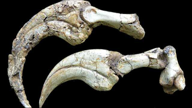 Gobi Çölü’nde iki pençeli ‘Garip’ dinazor keşfedildi! Gobi Çölü’nde iki pençeli ‘Garip’ dinazor keşfedildi! - 1. Resim