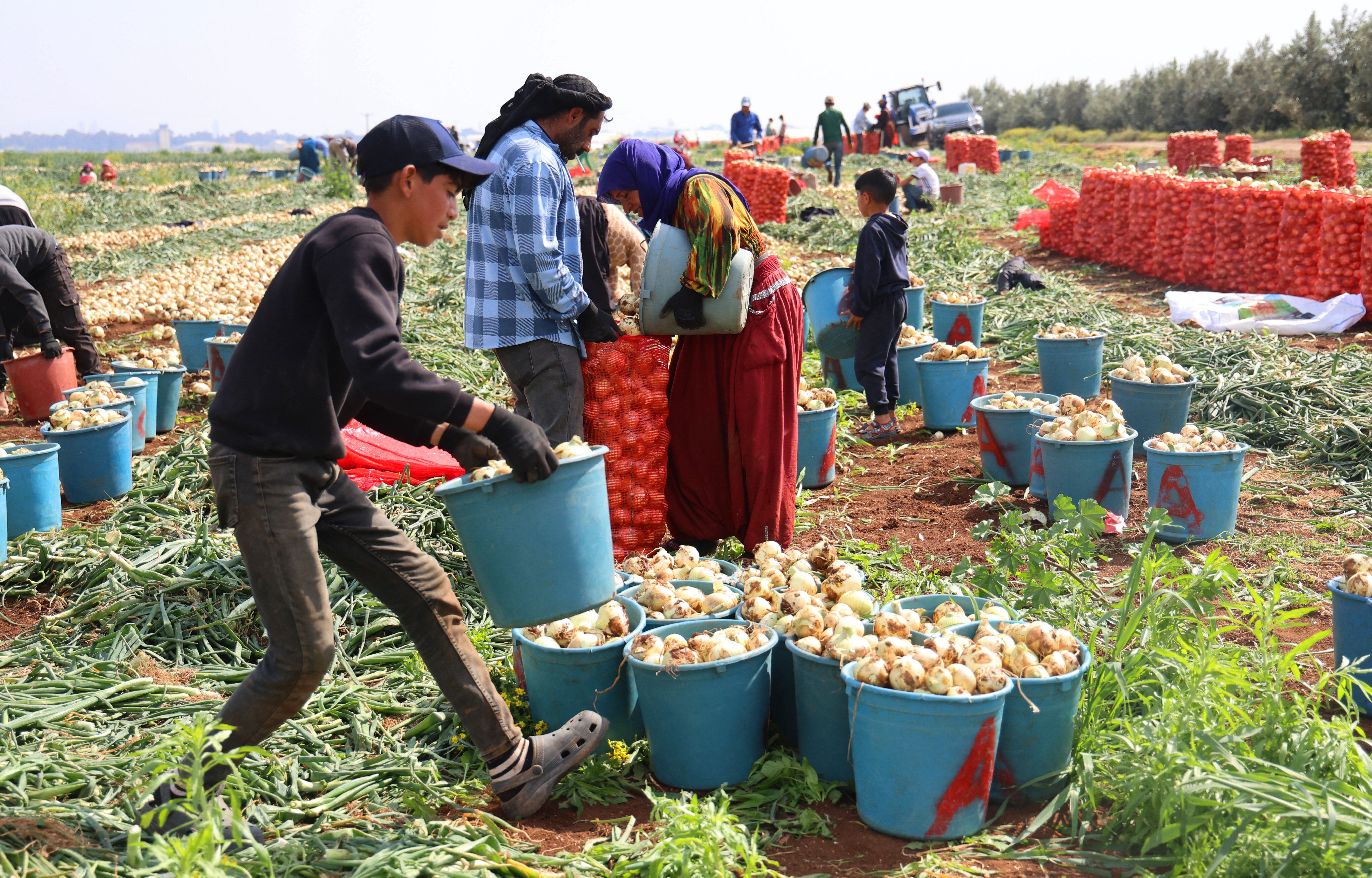 Tarlada kilosu 18-20 lira! Geçen yıl zarar eden üretici bu yıl bayram ediyor - 3. Resim