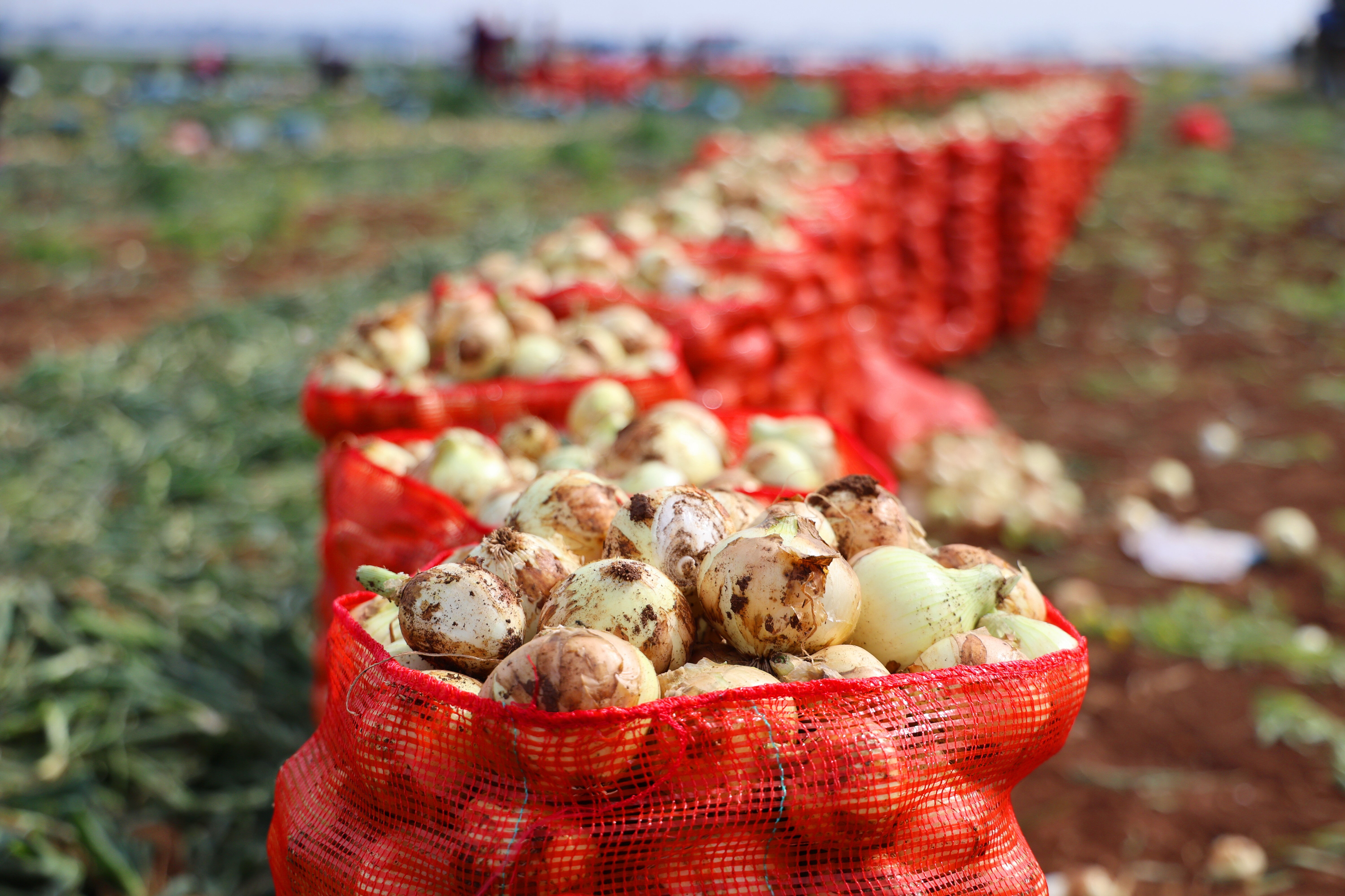 Tarlada kilosu 18-20 lira! Geçen yıl zarar eden üretici bu yıl bayram ediyor - 2. Resim