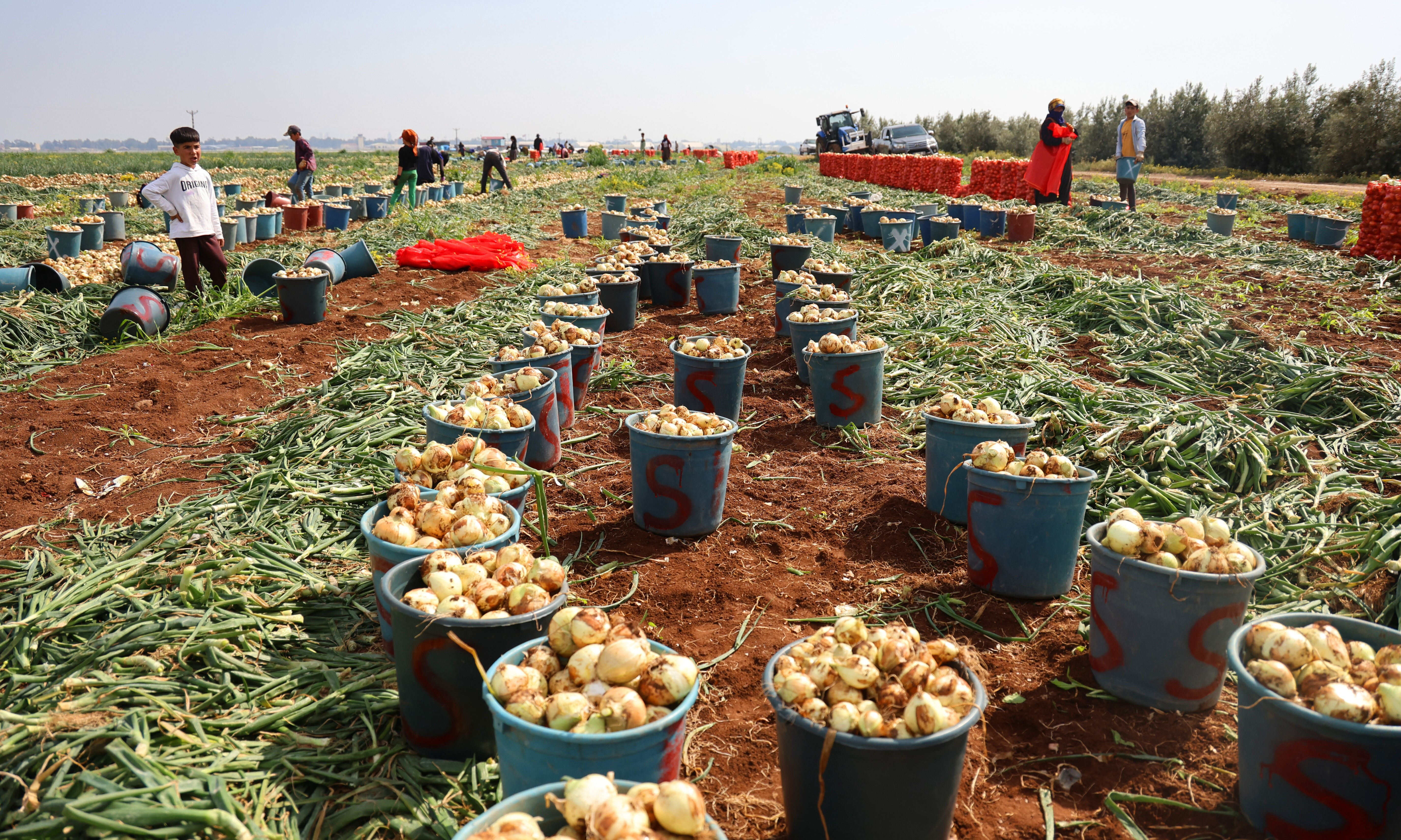 Tarlada kilosu 18-20 lira! Geçen yıl zarar eden üretici bu yıl bayram ediyor - 1. Resim