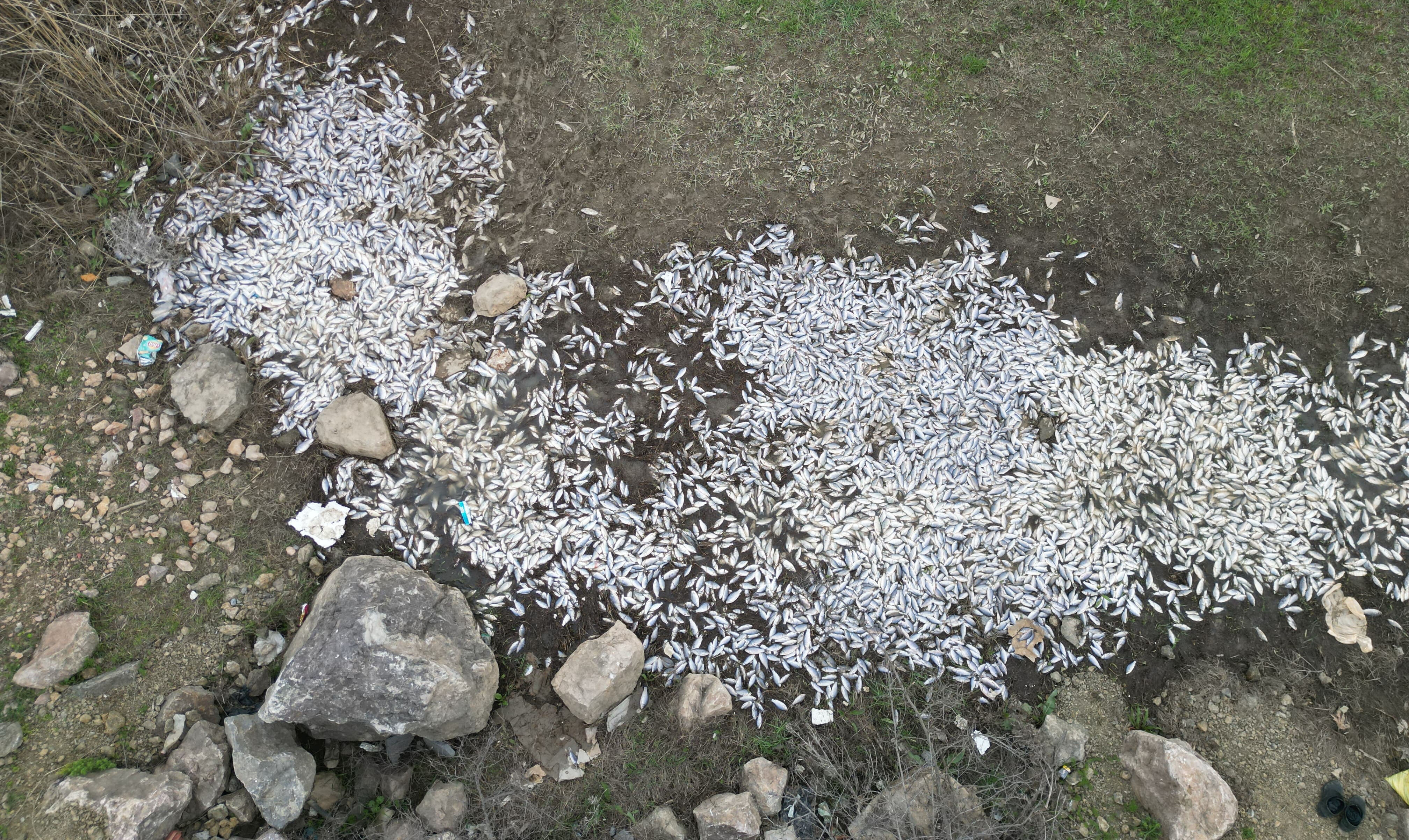 Bursa'da baraj göletindeki balık ölümleri ekipleri alarma geçirdi - 1. Resim