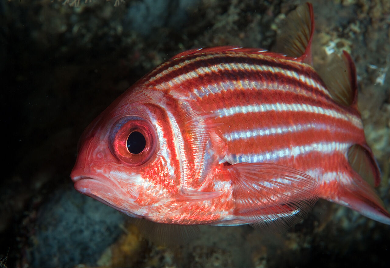 Ege'nin en temiz koyu... Tatilde gezilecek yerlerin başında geliyor! Aşı Koyu fotoğrafları hayran bıraktı - 7. Resim