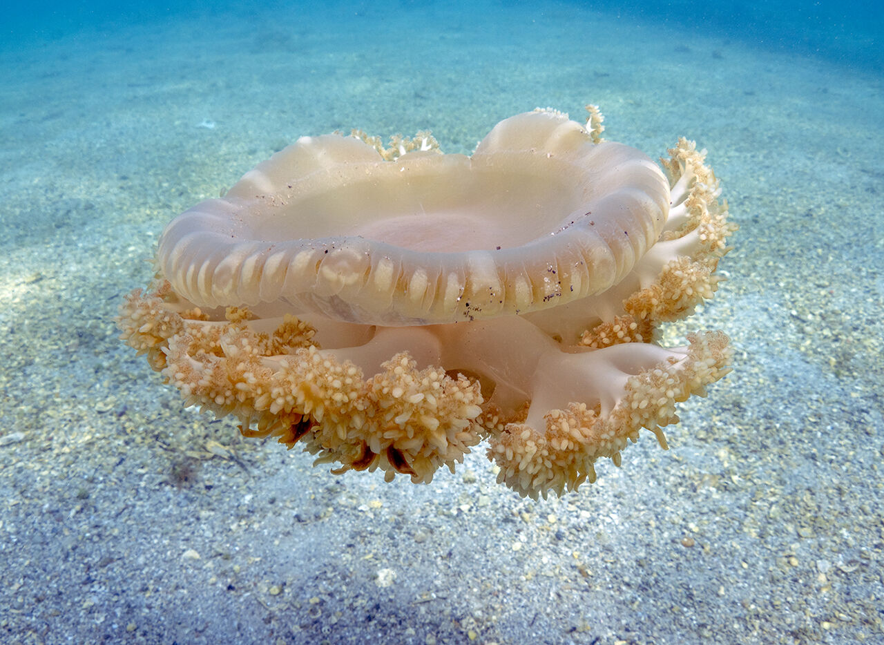 Ege'nin en temiz koyu... Tatilde gezilecek yerlerin başında geliyor! Aşı Koyu fotoğrafları hayran bıraktı - 8. Resim