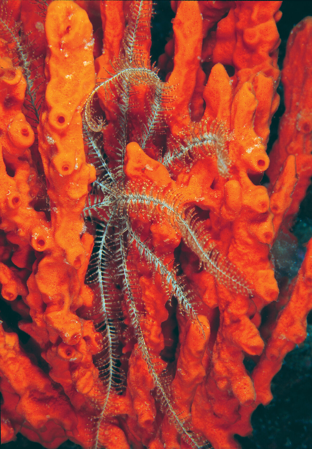 Ege'nin en temiz koyu... Tatilde gezilecek yerlerin başında geliyor! Aşı Koyu fotoğrafları hayran bıraktı - 12. Resim