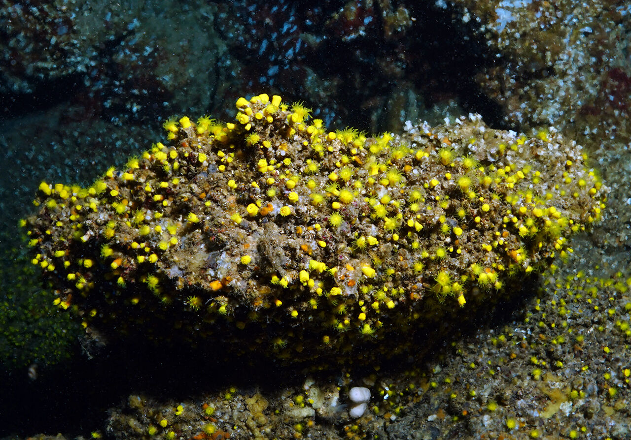 Ege'nin en temiz koyu... Tatilde gezilecek yerlerin başında geliyor! Aşı Koyu fotoğrafları hayran bıraktı - 6. Resim