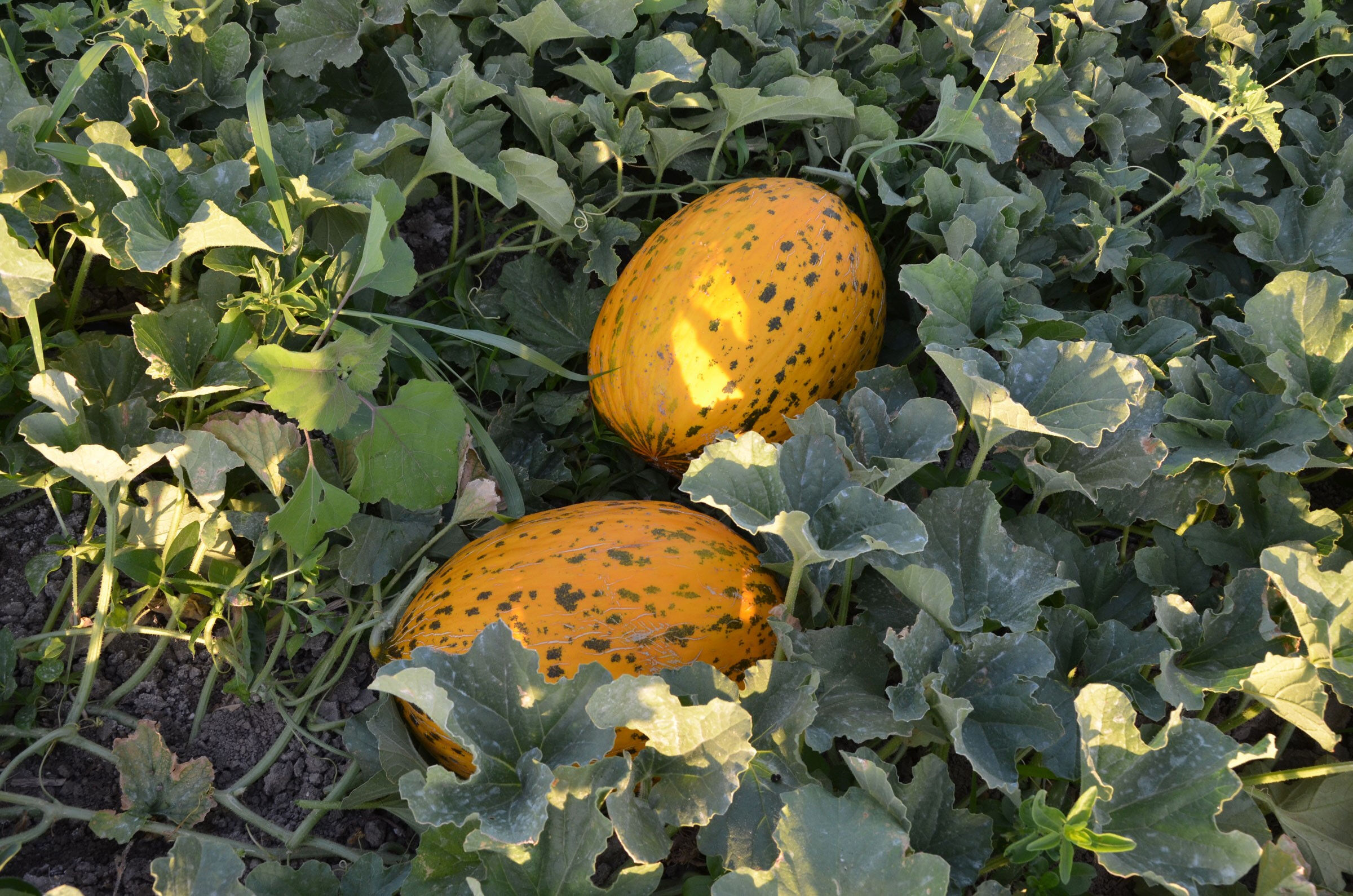 Kırkağa&ccedil; kavununa AB tescili - 1. Resim