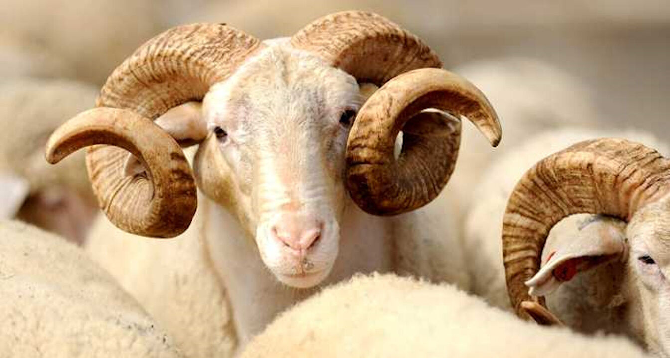 Kurban Bayramı ne zaman 2025? Bayram tatilinin denk geldiği günler belli oldu Kurban Bayramı ne zaman 2025? Bayram tatilinin denk geldiği günler belli oldu - 2. Resim